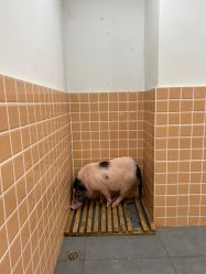 -Moni星球萌宠·小马宝莉·灵蛇·高端高阶全萌宠互动体验俱乐部(红豆国际广场店)