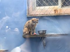 -青藏高原野生动物园