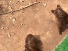 -安徽大青山野生动物世界