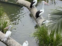 -新加坡飞禽公园
