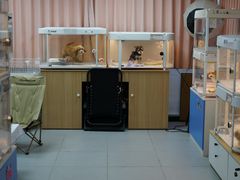 -翊宠yipet猫狗购宠庄园犬舍•猫舍