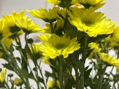 -花鸟鱼虫鲜花绿植市场(玉泉路店)