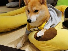 -逗柴咖啡屋·狗咖猫咖宠物桌游