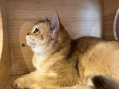 -猫咪派对(江南西店)
