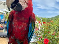 -亚龙湾国际玫瑰谷