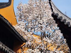 -龙华寺