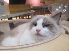 -喵园·猫主题咖啡厅·撸猫·猫咖(国贸店)