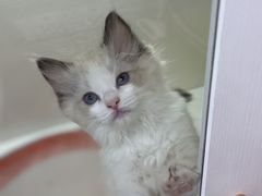 -青奢宠物·青奢猫舍