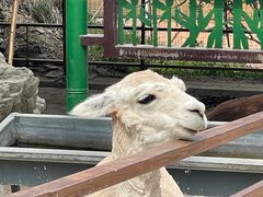 -栾川竹海野生动物园