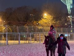 -沈阳奥体冰雪嘉年华