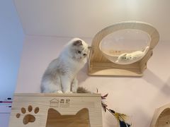 -猫咪派对(江南西店)