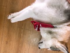 -Husky Go! 哈士奇体验馆·宠物咖啡厅狗咖