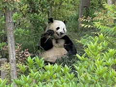 -成都大熊猫繁育研究基地
