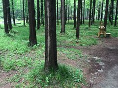 -黄海国家森林公园