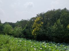 -昆山城市生态森林公园