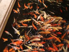 -龙悦湾酒家·八阵鱼生·渔人码头店