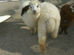 -新疆天山野生动物园