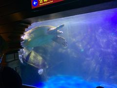 -太平洋海底世界博览馆·展览厅