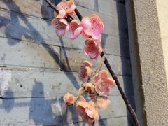 -呷哺呷哺 黄金牧场 (欢乐谷店)