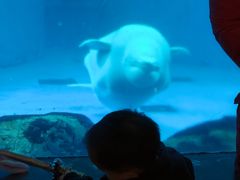 -海合安成都极地海洋公园