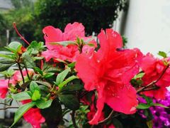 android_upload_pic-下关花鸟市场