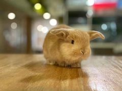 -藦茜花园宠物主题亲子互动体验馆(国顺东路店)