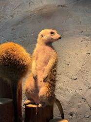 -Zoolung Zoolung动物主题公园(海信广场店)