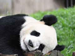 -卧龙中华大熊猫苑神树坪基地