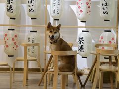 -柴迷FANS CLUB·柴犬狗咖·猫咖