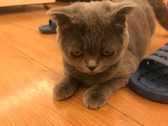 -喵zoo家庭繁育猫舍(尖东智能花园店)
