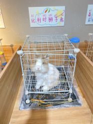 -Moni星球萌宠·小马宝莉·灵蛇·高端高阶全萌宠互动体验俱乐部(红豆国际广场店)