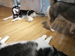 海胆-Husky Go! 哈士奇体验馆·宠物咖啡厅狗咖