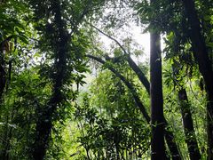 -滴水岩森林公园