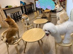 -柴迷FANS CLUB·柴犬狗咖·猫咖