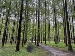 -黄海国家森林公园