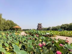 -白洋淀风景区