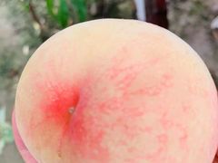 -南汇水蜜桃采摘(大团店)