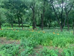 -长春市南湖公园