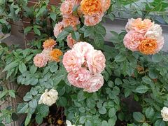 -白塘生态植物园