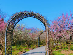 -梅花山(明孝陵内)