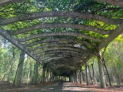 -上海海湾国家森林公园