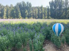 -紫海香堤香草艺术庄园