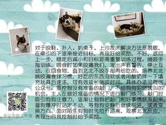 -多乐狗狗宠物训练工作室