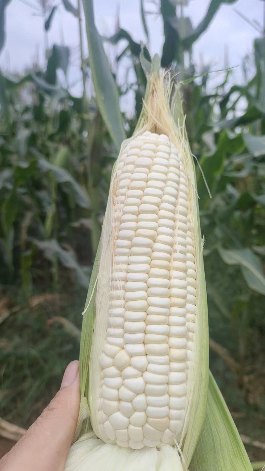 新鲜玉米,现烤现卖