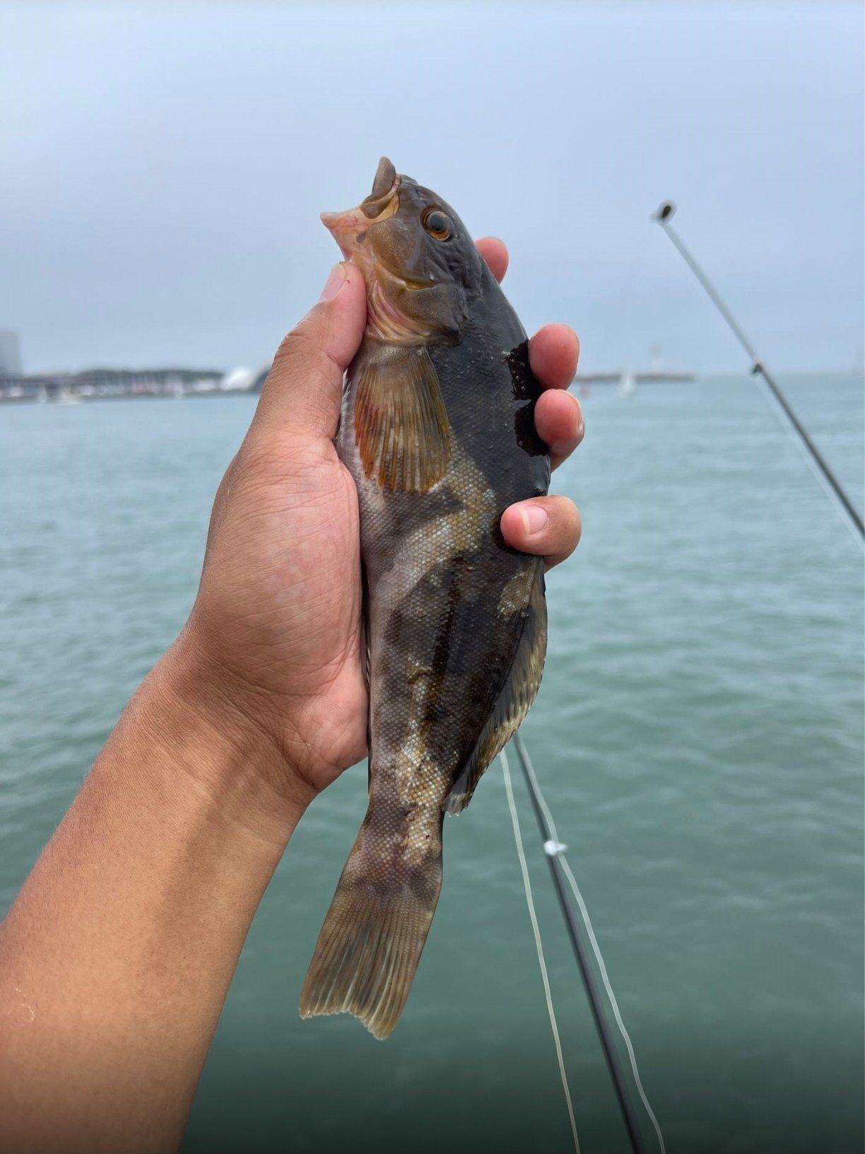 海边垂钓
钓出来的鱼95基本上都不认识
有谁来做个向导呢
#冲