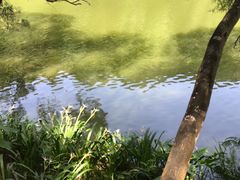 -深圳仙湖植物园