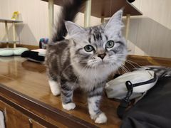 -绒爪撸猫下午茶·猫咖