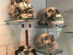 -墨尔本博物馆(Melbourne Museum)