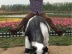 iphone_upload_pic-荷兰花海