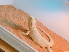 -藦茜花园宠物主题亲子互动体验馆(国顺东路店)